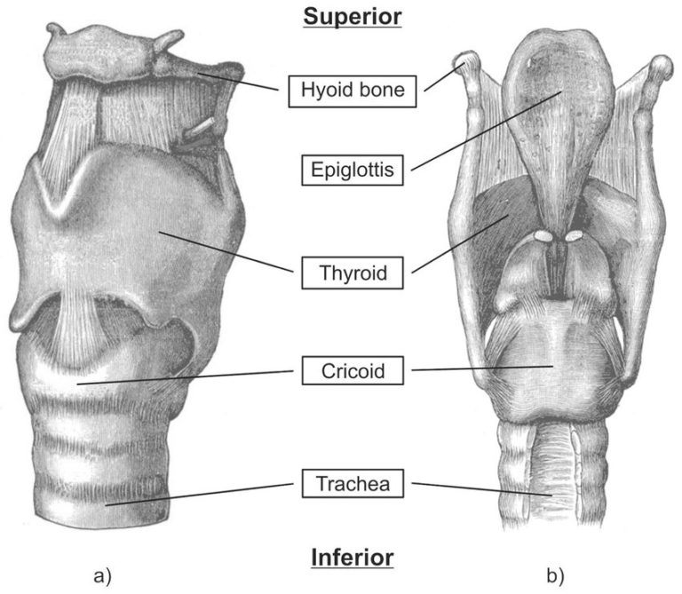 Human Larynx Diagram 0511